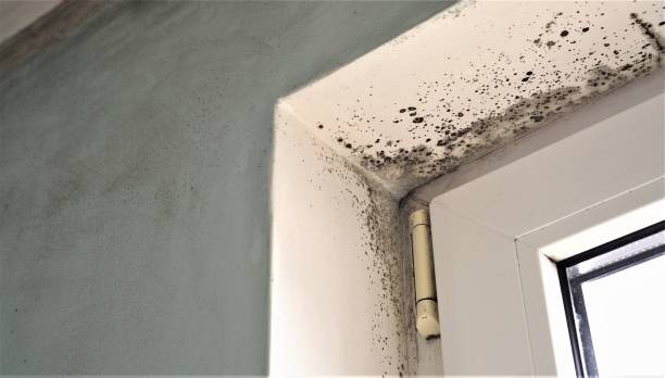 Best Commercial Mold Inspection  in Woodbine, GA