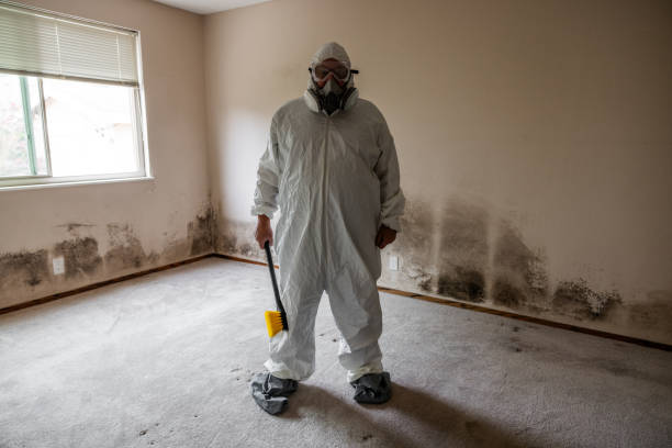 Best Attic Mold Removal  in Woodbine, GA